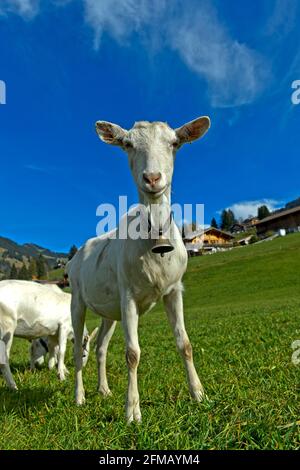 Capra Saanen senza corna con campana, Saanen, Obersimmental-Saanen, Canton Berna, Svizzera Foto Stock