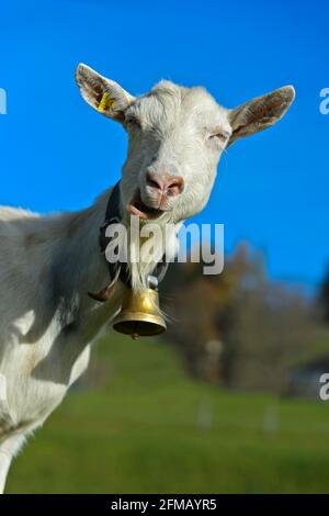 Capra Saanen senza corna con campana, Saanen, Obersimmental-Saanen, Canton Berna, Svizzera Foto Stock