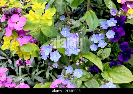 Omphalodes Cappadocica ‘Cherry Ingram’ Cappadocia navelwort Cherry Ingram – fiori blu brillante con linee radiali bianche, maggio, Inghilterra, Regno Unito Foto Stock