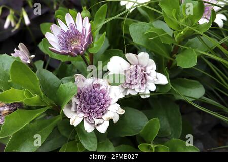 Osteospermum ecklonis ‘3D Silver Violet Ice’ African Daisy 3D Silver Violet Ice – petali radiali bianchi e fiori tubolari viola viola viola, maggio, Inghilterra Foto Stock