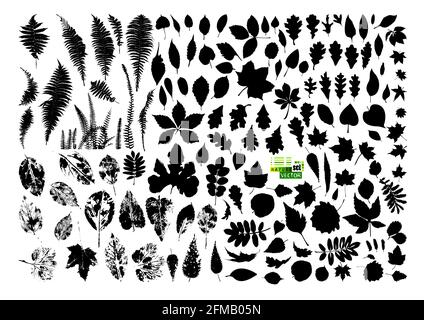 Insieme di foglie di albero. Illustrazione vettoriale Illustrazione Vettoriale