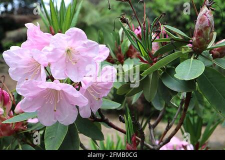 Rhododendron ‘fortunei’ fiori rosa pallido a forma di imbuto, foglie ellittiche verde scuro, maggio, Inghilterra, Regno Unito Foto Stock