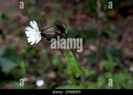 Silene latifolia bianco campion - fiori bianchi a forma di stella e piccole foglie di ovato verde medio, maggio, Inghilterra, Regno Unito Foto Stock