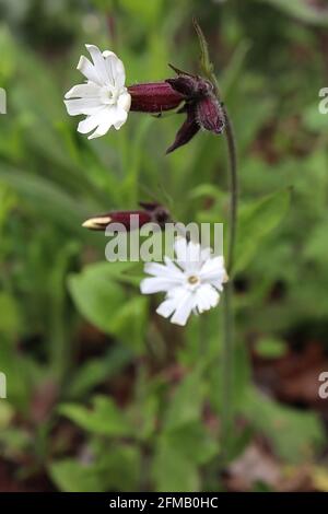 Silene latifolia bianco campion - fiori bianchi a forma di stella e piccole foglie di ovato verde medio, maggio, Inghilterra, Regno Unito Foto Stock