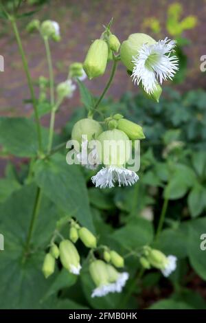 Silene fimbriata campion fiorito con frange – fiori bianchi a forma di stella con grandi calici verde chiaro, maggio, Inghilterra, Regno Unito Foto Stock