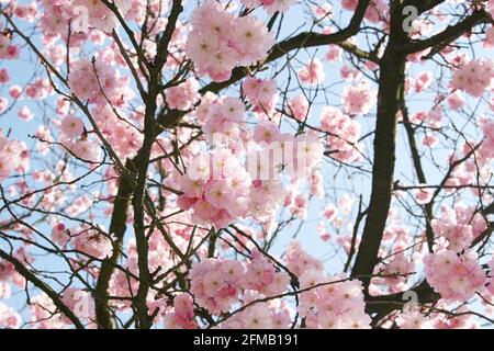 La fioritura dei ciliegi in Primavera Foto Stock