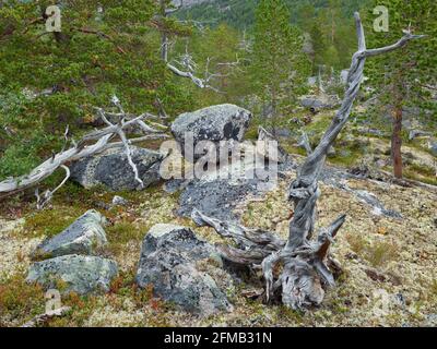 Vecchio pino, Parco Nazionale Saltfjellet-Svartisen, Nordland, Norvegia Foto Stock