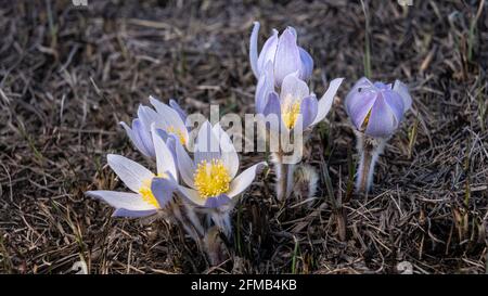 La prateria croccus Anemone patens fiorire vicino Plum Coulee, Manitoba, Canada. Foto Stock