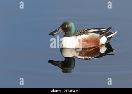 Northern Mestolone Drake in Alaska Foto Stock