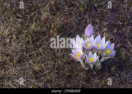 La prateria croccus Anemone patens fiorire vicino Plum Coulee, Manitoba, Canada. Foto Stock