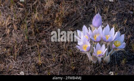 La prateria croccus Anemone patens fiorire vicino Plum Coulee, Manitoba, Canada. Foto Stock