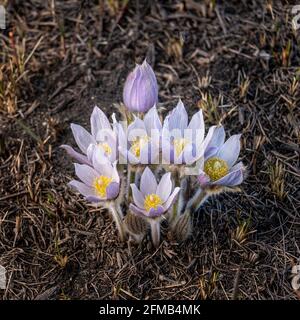 La prateria croccus Anemone patens fiorire vicino Plum Coulee, Manitoba, Canada. Foto Stock