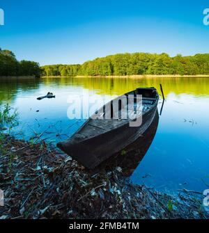 Germania, Brandeburgo, Grumsiner Forst, Patrimonio dell'Umanità dell'UNESCO faggeta Grumsin, barca a remi sul Grande Schwarzsee Foto Stock