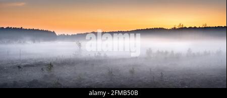 Germania, Meclemburgo-Pomerania occidentale, Parco Nazionale Müritz, sottozona Serrahn, nebbia mattutina in brughiera all'alba, erba di cotone in fiore, panorama Foto Stock