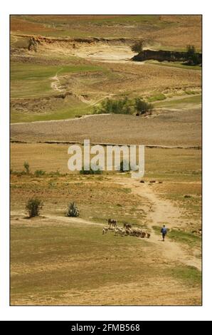 NATALE APPEALSend un mucca--- il paesaggio aspro scarred in Lesotho. Dove piogge basse e erosione seria fa raccolti crescenti o alimentando una famiglia una continua foto in salita di David Sandison novembre 2004 Foto Stock