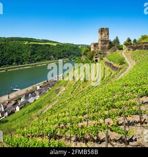 Germania, Renania-Palatinato, Kaub, Patrimonio dell'Umanità Valle del Medio Reno superiore, vista sul vigneto al castello di Gutenfels sul Reno, dietro Kaub Foto Stock