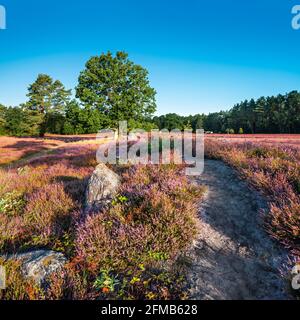 Grande tomba di pietra, paesaggio erico con erica in fiore, Oldendorfer Totenstatt, Lüneburg Heath, Amelinghausen, bassa Sassonia, Germania Foto Stock