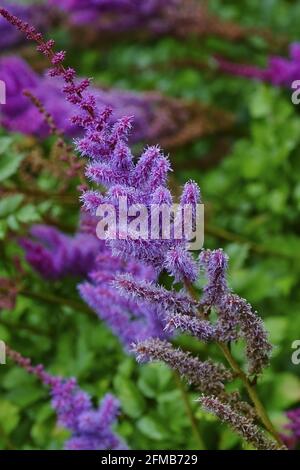 Porpora o fiori di astilbe in un giardino, Astilbe chinensis Foto Stock