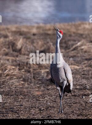 Minore gru di Sandhill che chiama ad altre gru in Alaska Foto Stock