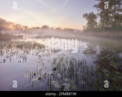 Alba nel Donauauen, bassa Austria, Austria Foto Stock