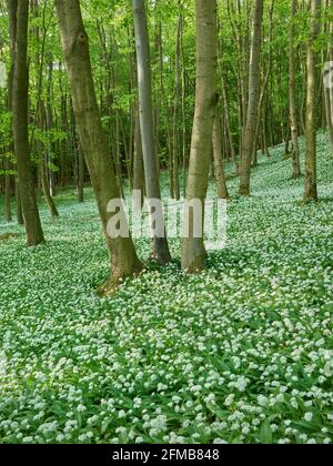 Fiore di aglio selvatico nel Wienerwald, vicino a Mayerling, bassa Austria, Austria Foto Stock