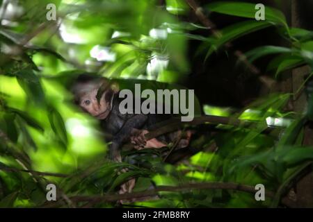 Baby of Crested macaque (Macaca nigra) giocando sotto la cura dei genitori nella Riserva Naturale di Tangkoko, Nord Sulawesi, Indonesia. Gli scienziati primati del progetto Macaca Nigra hanno osservato che il periodo di svezzamento di un neonato macaco crestato inizia a 5 mesi di età e di solito si completa a circa 1 anno di età: È la prima fase della vita in cui la mortalità infantile è la più alta. Foto Stock