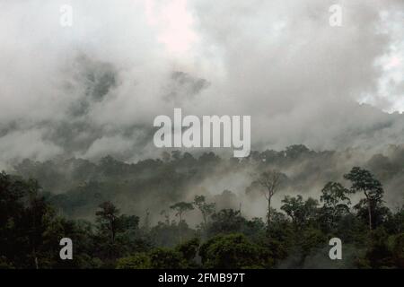 Foresta pluviale ai piedi della montagna di Tangkoko nel Nord Sulawesi, Indonesia; un habitat protetto per molte specie, tra cui il macaco endemico Celebes Crested. Le interazioni tra fattori ecologici e sociali hanno un effetto significativo sulla sopravvivenza della prole di macaco crestato, secondo un documento di ricerca degli scienziati del progetto Macaca Nigra pubblicato nel 2014. Foto Stock