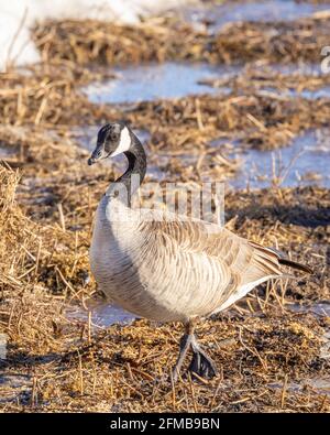 Canada Goose Stand Walking in un campo Foto Stock