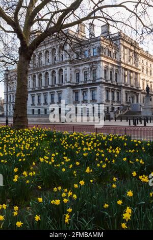 Inghilterra, Londra, Westminster, Whitehall, St.James's Park e ufficio straniero e del Commonwealth con Daffodils in primavera Foto Stock