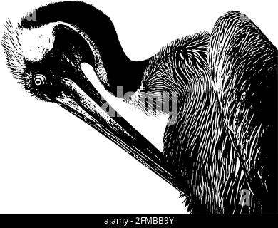 Schizzo del profilo Pelican in nero su sfondo bianco Illustrazione Vettoriale