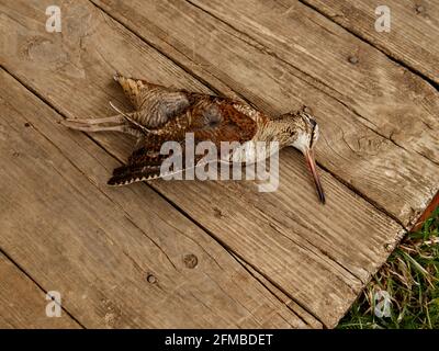 Uccisa l'uccello selvaggio in piombo del motocley giace su tavole di legno. Foto Stock
