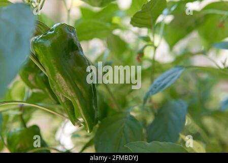 Peperone verde (Capsicum annuum) Foto Stock