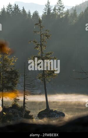 Un albero nella luce del mattino sull'Hintersee in Berchtesgadener Land Foto Stock