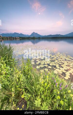 Umore mattutino all'Hopfensee nel Allgäu Foto Stock