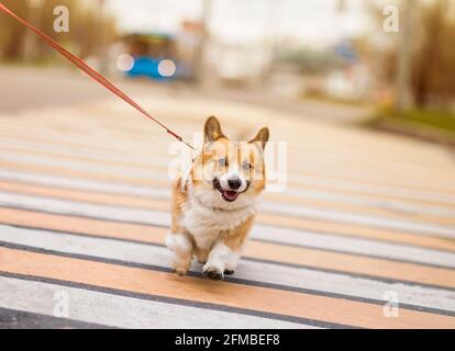 divertente cucciolo di cane di corgi su un guinzaglio a corda attraversa in modo sicuro la strada su una strada pedonale in una strada cittadina Foto Stock