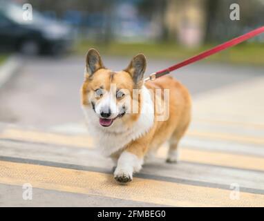 divertente cucciolo di cane corgi su un guinzaglio strappato croci sicuro la strada su una strada pedonale in una strada cittadina Foto Stock