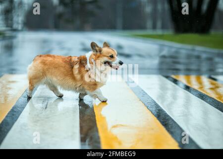 divertente cucciolo di cani di corgi che attraversa la strada a un pedone traversata in un giorno piovoso e sorridente Foto Stock