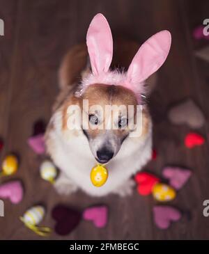 vacanze ritratto cane cucciolo corgi in orecchie di coniglio rosa con Un uovo pasquale dipinse nei denti Foto Stock