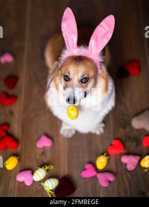 vacanze ritratto cane cucciolo corgi in orecchie di coniglio rosa con Un uovo pasquale dipinse nei denti Foto Stock