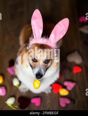 vacanze ritratto cane cucciolo corgi in orecchie di coniglio rosa con Un uovo pasquale dipinse nei denti Foto Stock