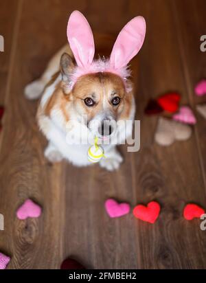 vacanze ritratto cane cucciolo corgi in orecchie di coniglio rosa con Un uovo pasquale dipinse nei denti Foto Stock