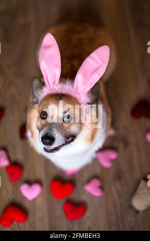 festoso ritratto di pasqua cucciolo di cani di corgi in orecchie di coniglio rosa Foto Stock