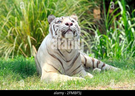 Tigre bianca del Bengala, Panthera tigris Foto Stock