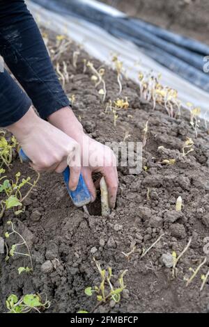 Terlan, Alto Adige, Provincia di Bolzano, Italia. Raccolta degli asparagi Terlan Foto Stock