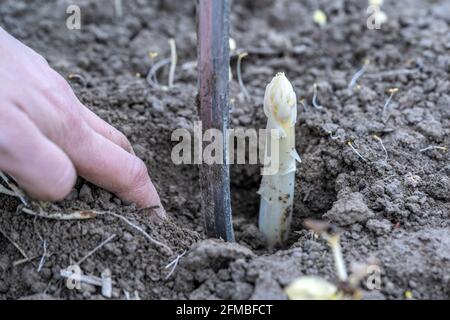 Terlan, Alto Adige, Provincia di Bolzano, Italia. Raccolta degli asparagi Terlan Foto Stock