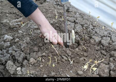 Terlan, Alto Adige, Provincia di Bolzano, Italia. Raccolta degli asparagi Terlan Foto Stock