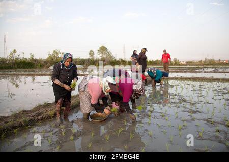 Durante il periodo di coltivazione, le donne in stivali di gomma si levano quasi in profondità in acqua e fango sul campo di riso e piantano i ciuffi di riso uno ad uno nel terreno fangoso - a volte a 40 gradi Celsius e ad alta umidità. Foto Stock