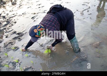 Durante il periodo di coltivazione, le donne in stivali di gomma si levano quasi in profondità in acqua e fango sul campo di riso e piantano i ciuffi di riso uno ad uno nel terreno fangoso - a volte a 40 gradi Celsius e ad alta umidità Foto Stock