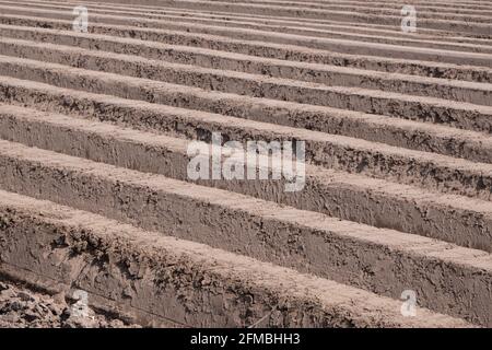 Terra arata in primavera, coltivazioni arabili Foto Stock