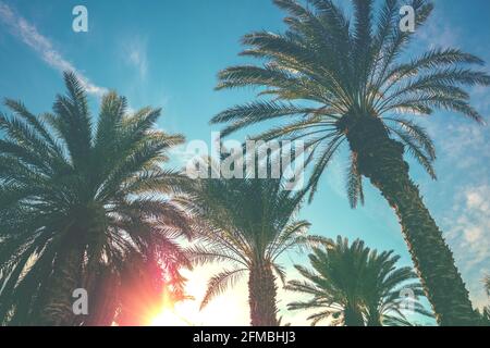 Palme contro il cielo al tramonto. Natura tropicale sfondo. Vista dal basso di Palm Trees Foto Stock